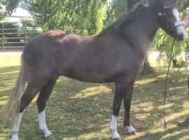 Welsh section B three year old filly