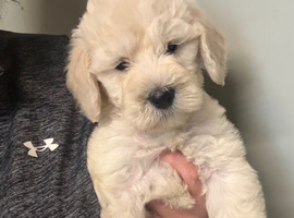 Goldendoodle Puppys for sale 2 girls left