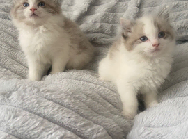 Ragdoll x