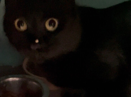 Female Cat