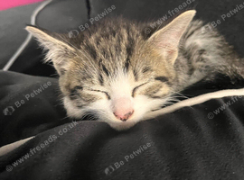 Mum and son kitten 10 weeks old