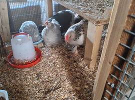 Young Pekins job lot
