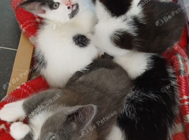 beautiful girls and beautiful boys kittens