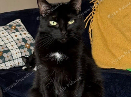 Cat for rehome