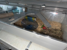 Dwarf hamster cage and full accessories