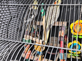 2 female cockatiels