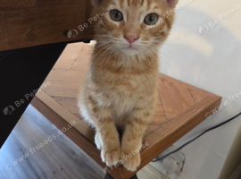 Pixie bob kittens ready now