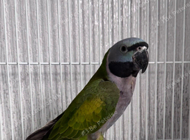 Derbyan parrot