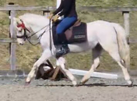 12.2hh 6 year old thistledown section b mare