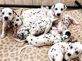 Beautiful Dalmatian Puppies for Sale
