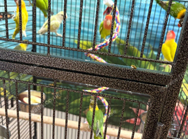 Baby lovebirds