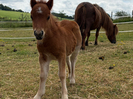 Mare and filly foal