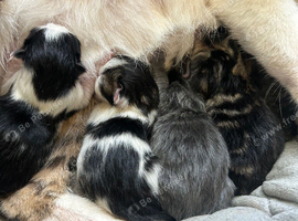 Gorgeous Kittens for sale