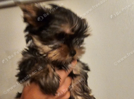 Yorkshire terrier Kc Registered
