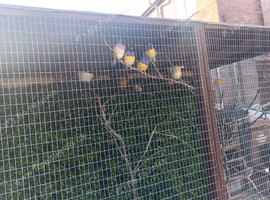 Wanted Gouldian Hens