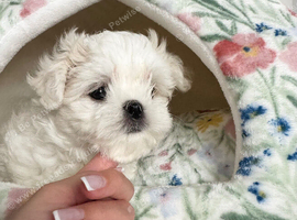 Exceptional Full Korean Maltese Boy Puppy