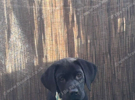 4 month old lab