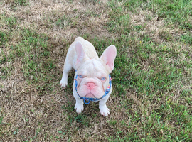 French Bulldog