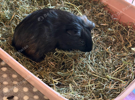 5 Week Old Male Guinea Pig - Sooty
