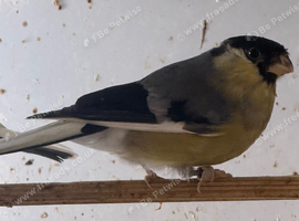 male yellow bullfinches