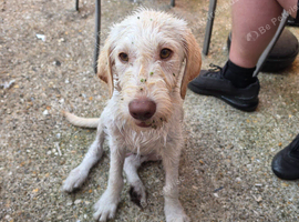 Labradoodle boy looking for his forever home