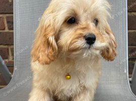 Beautiful cavapoo f1b pups ready to leave