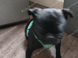 Pug