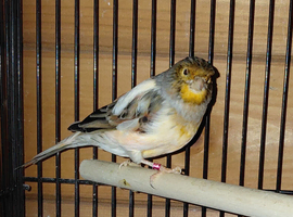 Canaries  x2