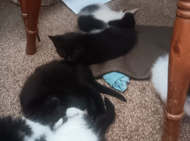 Kittens