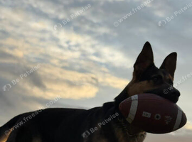German shepherd