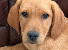 Labrador girl 17 weeks. Fully vaccinated