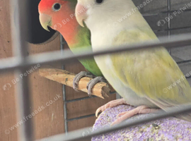 Love birds