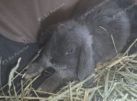 3  baby mini lops