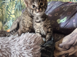 F3 savannah kittens