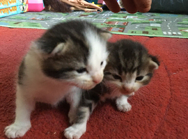 Two lovely kittens for new homes