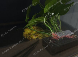 Yellow horn frog with set up for sale