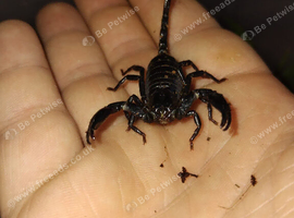 2 unsexed scorpions