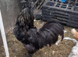 Ayam Cemani