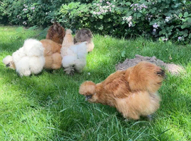 Silkie hens for sale