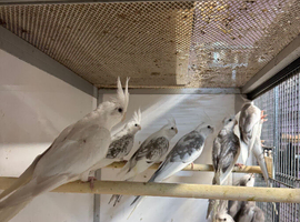 VARIOUS COCKATIELS WHITEFACED/ALBINO