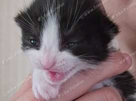 1 beautiful kitten ready in 7 weeks