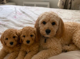 2 cockapoos for sale
