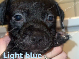 Staffordshire bull terrior puppys