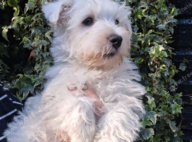 One beautiful westie boy
