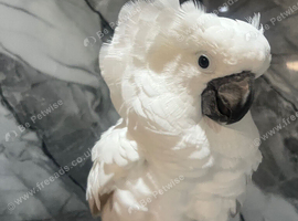 Handreared Female Super Tame Cuddly Umbrella Cockatoo Parrot,22