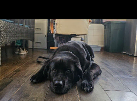 Golden retriever X for sale
