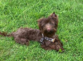 Yorkshire terrier boys