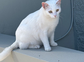 Two white male mixed Kittens