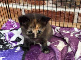 4 kittens for sale