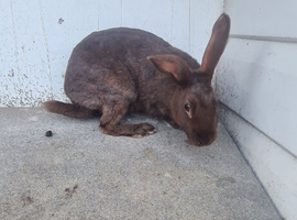 English Rabbit doe